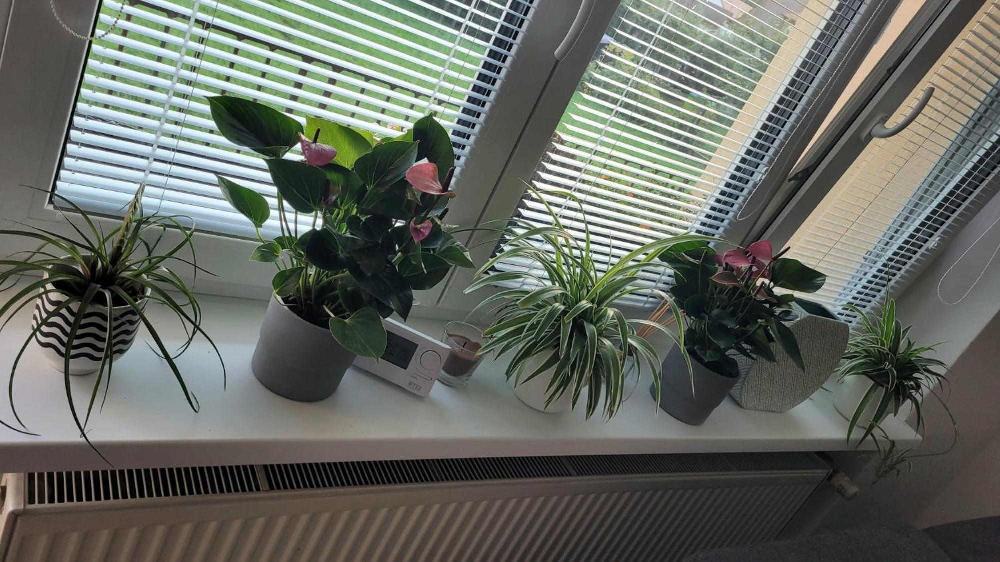 Novy Apartman Eva Jičín Esterno foto